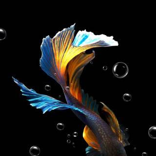 Fish art wallpaper