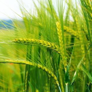 Fertilizer wallpaper