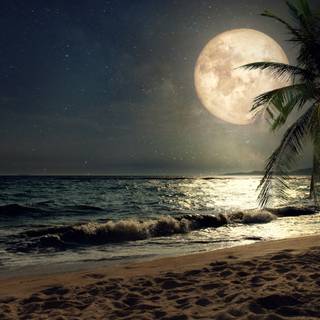 Palm trees beach sand waves wallpaper