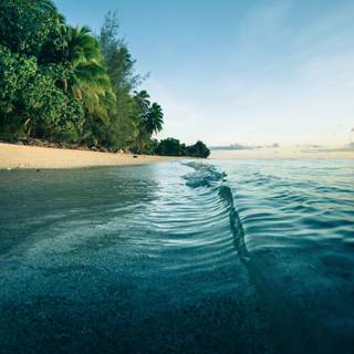 Palm trees beach sand waves wallpaper