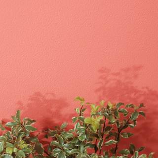 Coral color wallpaper