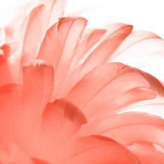 Coral color wallpaper