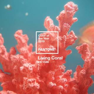 Coral color wallpaper