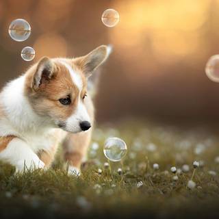 Corgi summer wallpaper