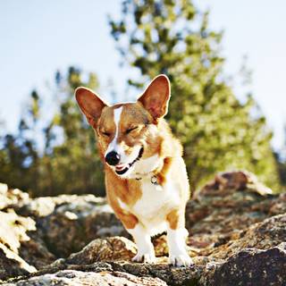 Corgi summer wallpaper