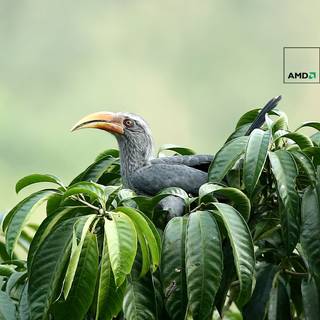 Kerala artwork wallpaper