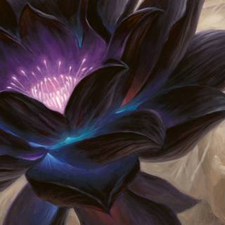Black Lotus wallpaper