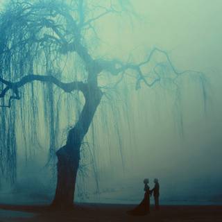 Weeping willow trees wallpaper