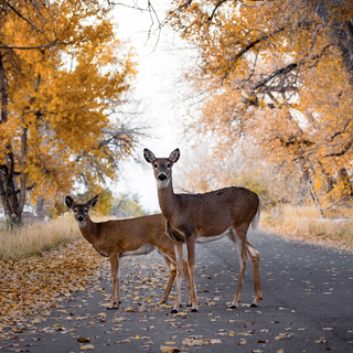 Autumn pets wallpaper