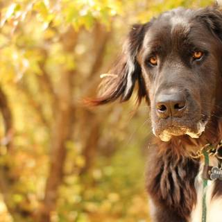 Autumn pets wallpaper