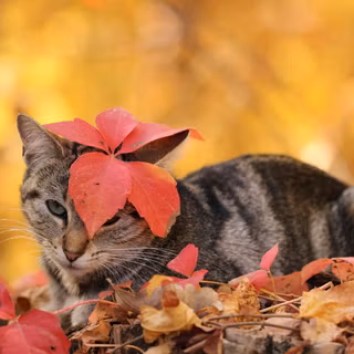 Autumn pets wallpaper