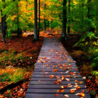 Computer autumn wallpaper