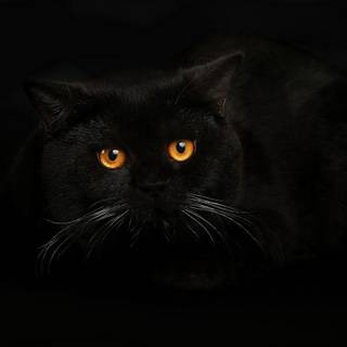 Black cats wallpaper