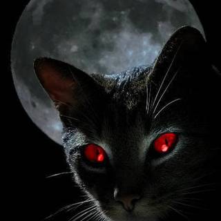 Black cats wallpaper