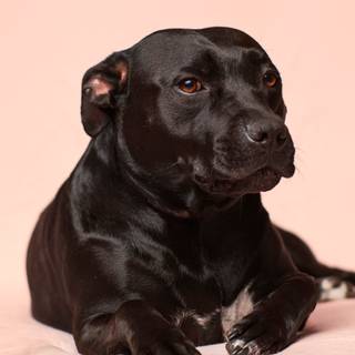 Strong dogs wallpaper