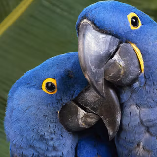 Blue macaw wallpaper