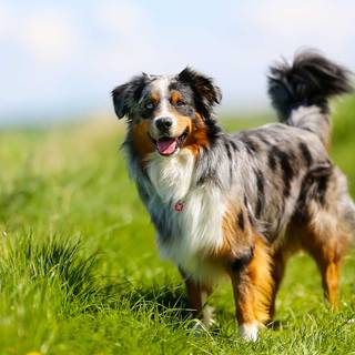 Blue Merle wallpaper