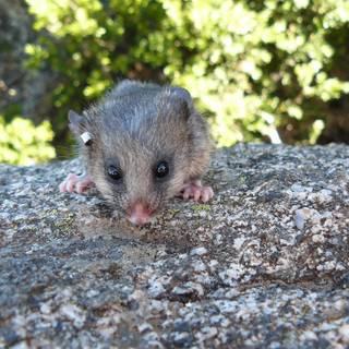 Pygmy possum wallpaper