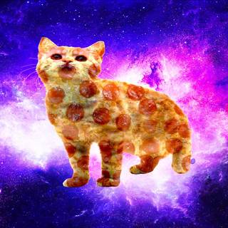 Pizza cat wallpaper