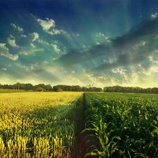 Indian agriculture wallpaper