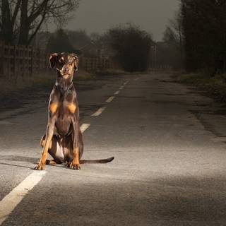 Street dogs wallpaper