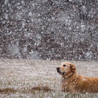 Street dogs wallpaper