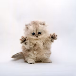 Munchkin cat wallpaper