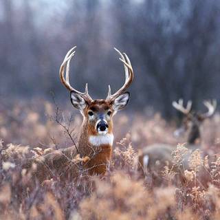 Deer HD desktop wallpaper