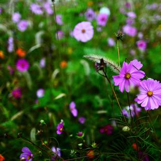 Autumn wildflowers wallpaper