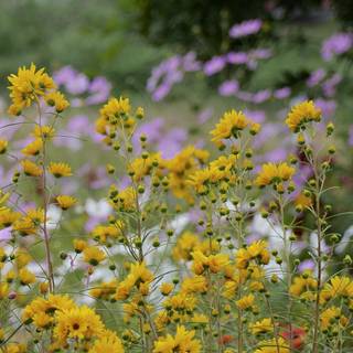 Autumn wildflowers wallpaper