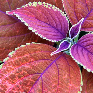 Purple leaves wallpaper