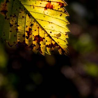 Phone autumn night wallpaper