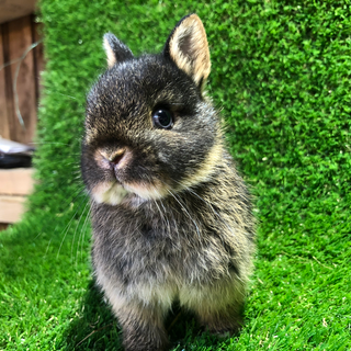 Netherland Dwarf rabbit wallpaper