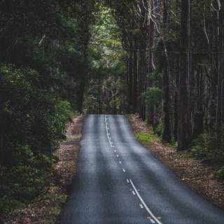 Road trees and mountains wallpaper