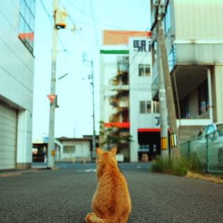 Nature cat wallpaper