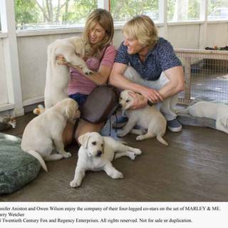 Marley and Me 2 wallpaper