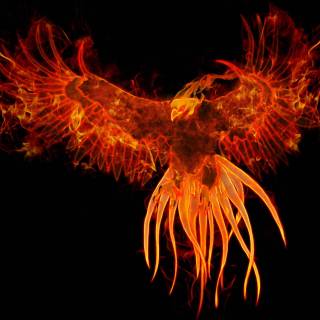 Fire Phoenix wallpaper