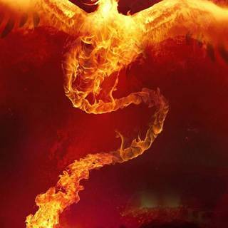 Fire Phoenix wallpaper