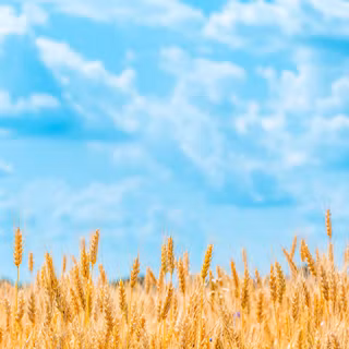Wheat 4k field wallpaper