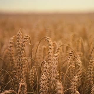 Wheat 4k field wallpaper