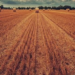 Wheat 4k field wallpaper