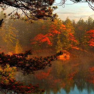 Autumn foggy wallpaper