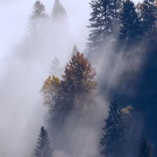 Autumn foggy wallpaper