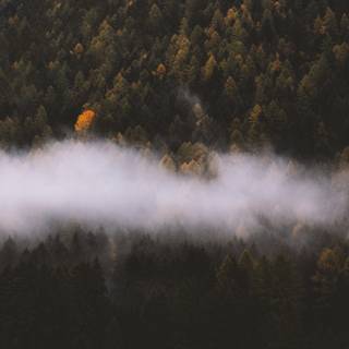 Autumn foggy wallpaper