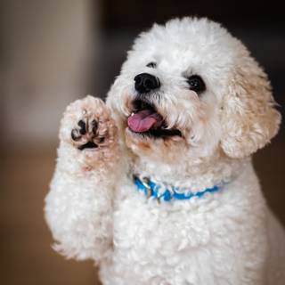 Poodle dog wallpaper