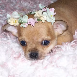 Cute Chihuahua wallpaper