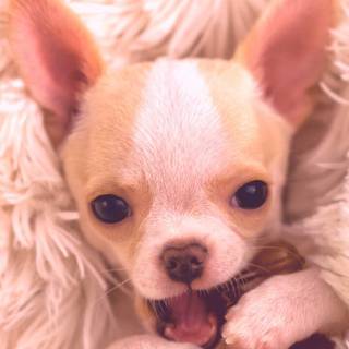 Cute Chihuahua wallpaper