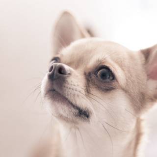 Cute Chihuahua wallpaper