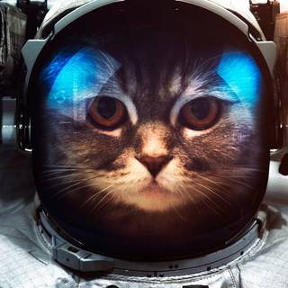 Space kitty wallpaper