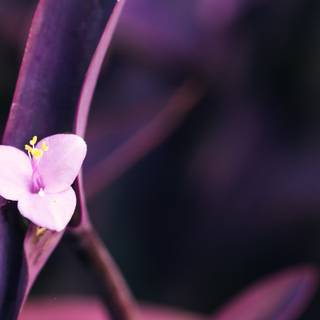 Minimal flower HD wallpaper